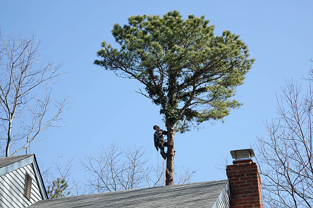 Best Tree Preservation Services  in Yuma, AZ