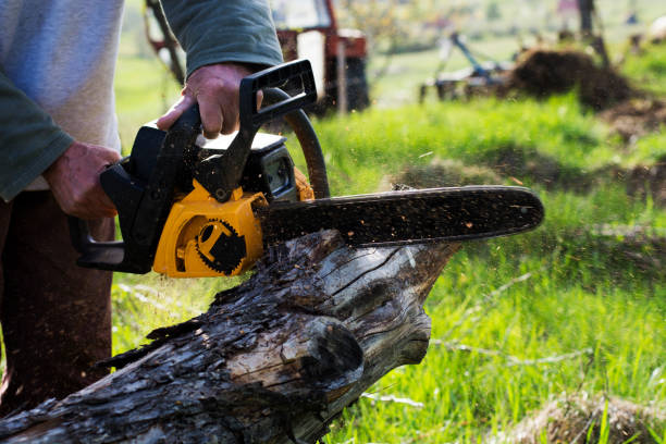 Best Stump Grinding and Removal  in Yuma, AZ