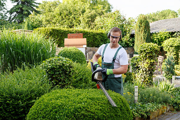 Tree Services